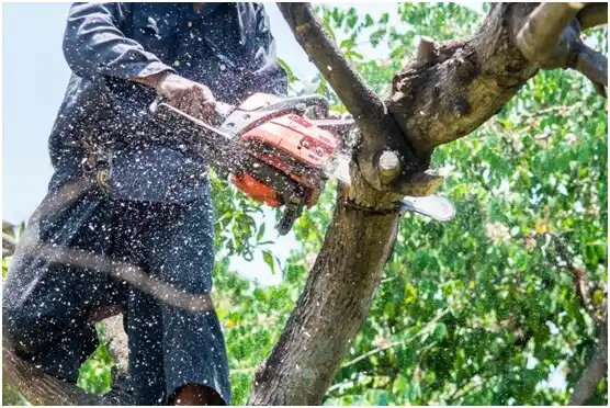 tree services Oak City